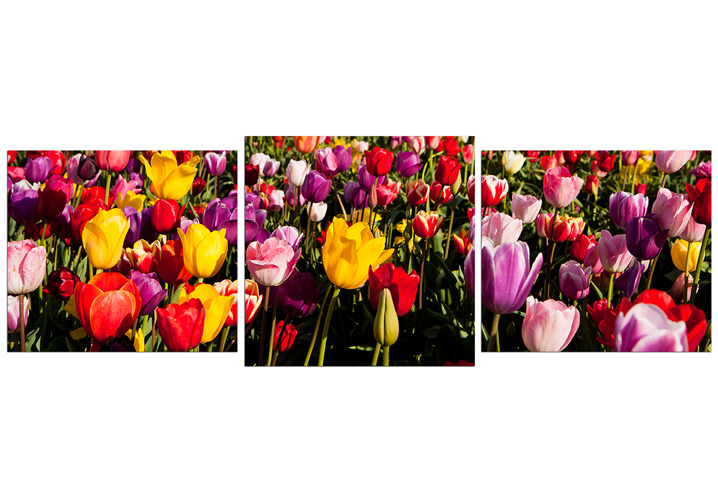 Obraz na plátně - Pole tulipánu - panoráma Obraz na plátně - Pole tulipánu - panoráma